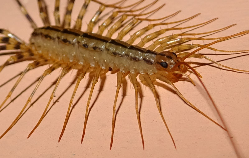 Scutigera coleoptrata - Scutigeridae